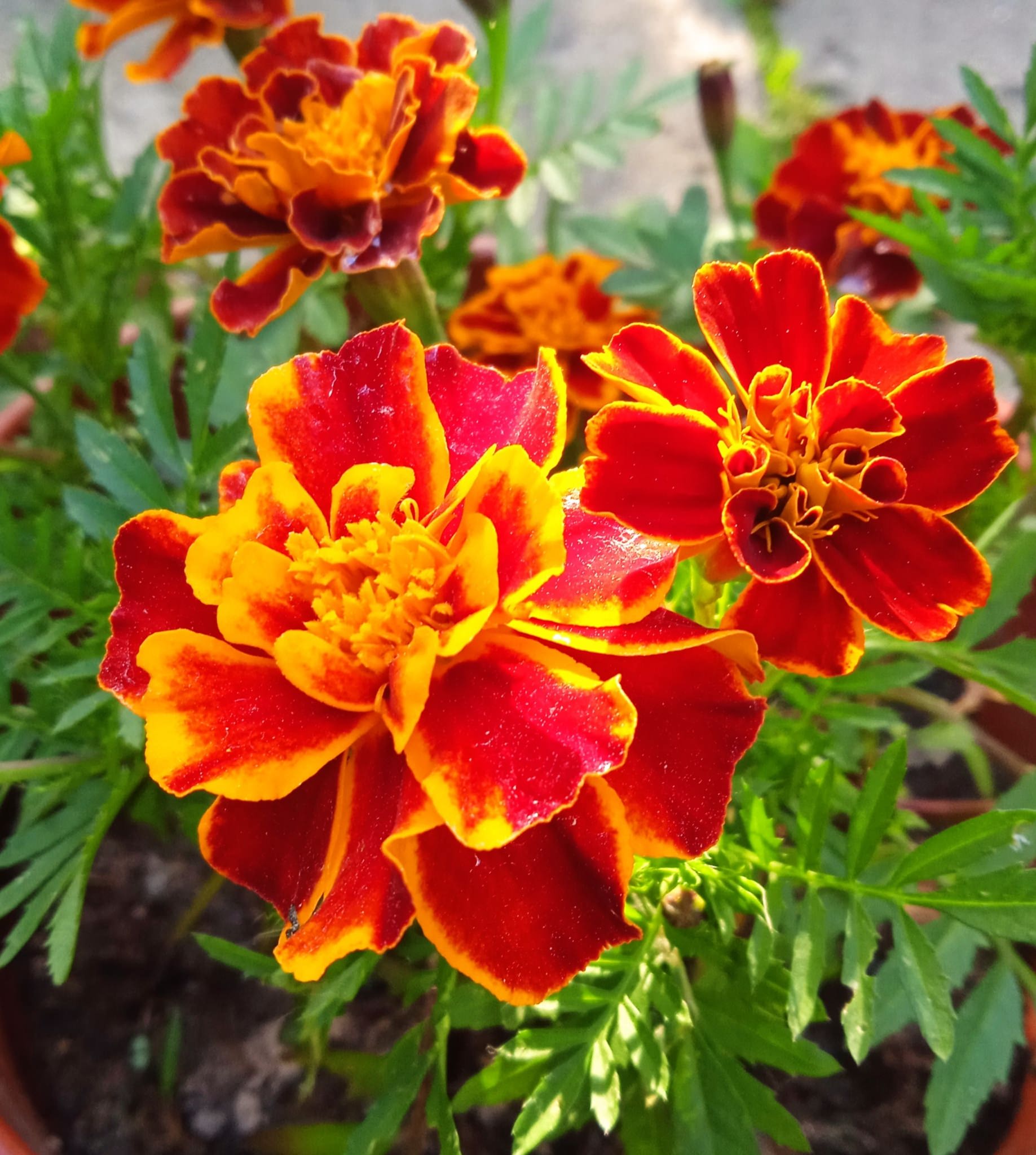 Tagetes patula 'Francesa'
